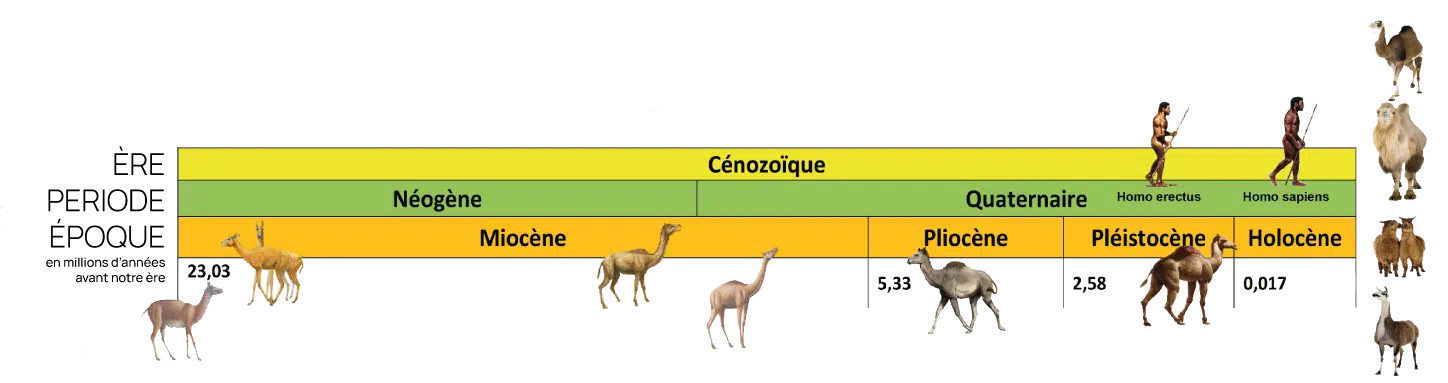 frise chronologique origines camélidiés