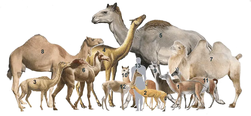 la famille des camélidés