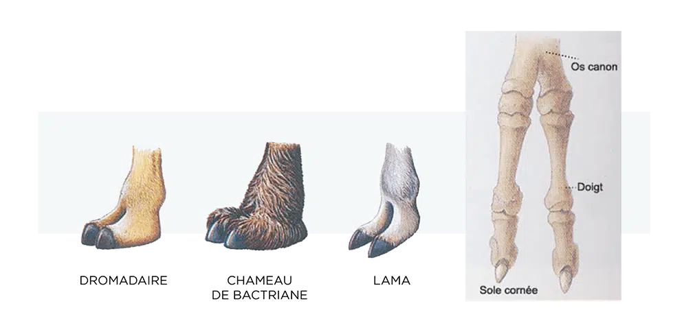 les pieds des camélidés de la camelerie