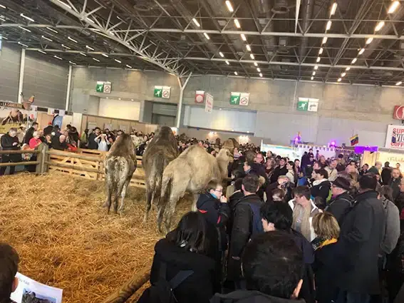 salon de lagriculture 2018 les chameaux au milieu de la foule