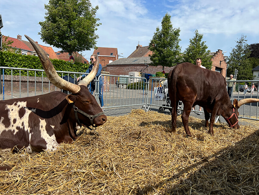 les-watusi3