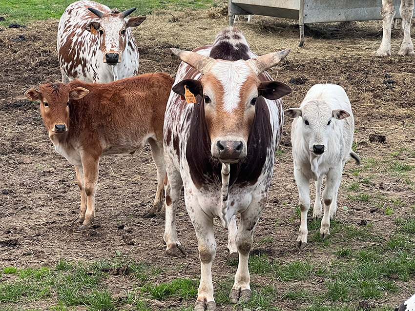 zebu-nain3