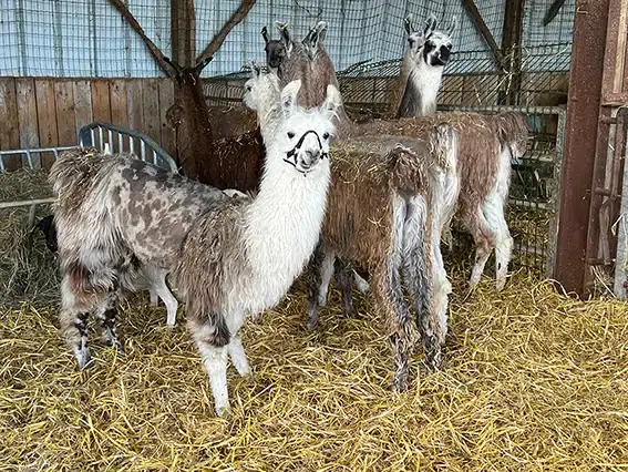 lama10