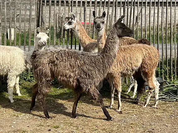 lama13