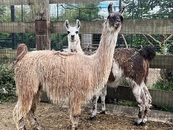 lama5