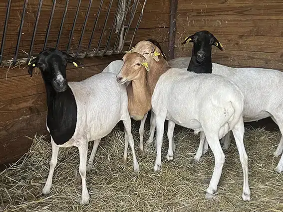 moutons-de-somalie-