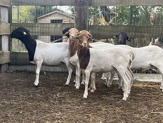 moutons-de-somalie-2