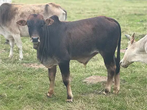 male-zebu-nain-25